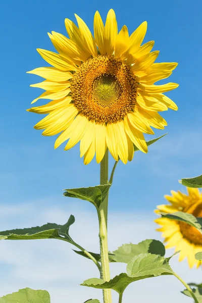 Sonnenblume blühender Agent blauer Himmel — Stockfoto