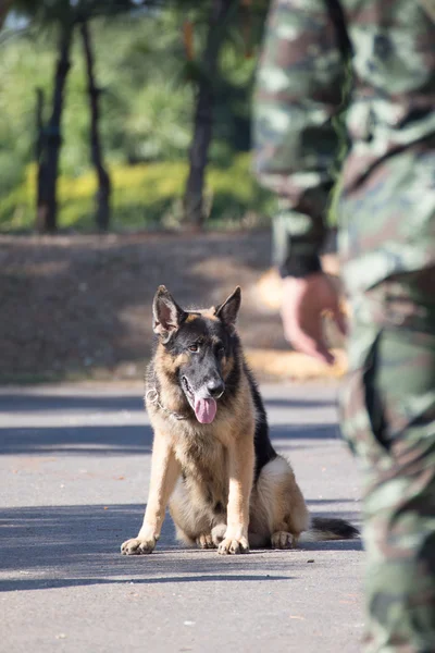 Εκπαίδευση σκύλων του πολέμου — Φωτογραφία Αρχείου