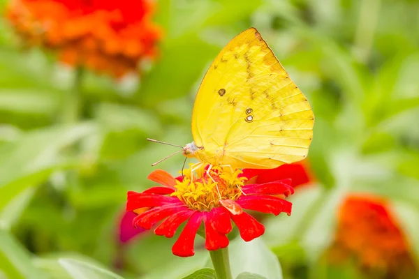 Colias erate butterfly on a mexican sunflower — Stock Photo, Image