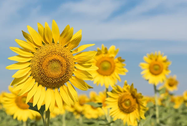 Sonnenblumenfeld — Stockfoto