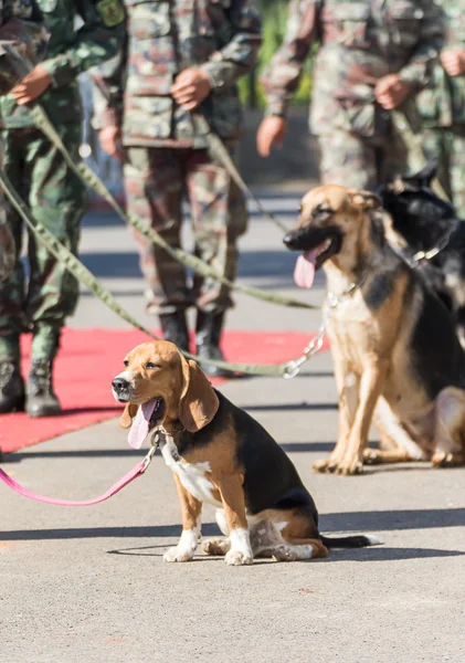 Training dogs of war — Stock Photo, Image