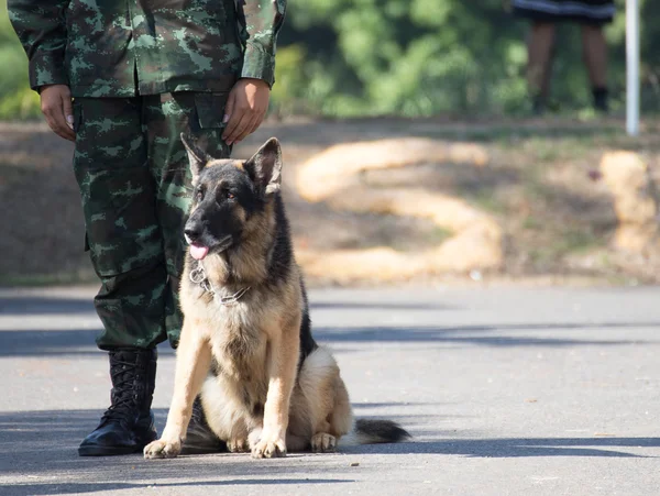Savaş eğitim köpekleri — Stok fotoğraf
