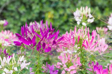 Mor örümcek çiçek bahçesinde kapatın