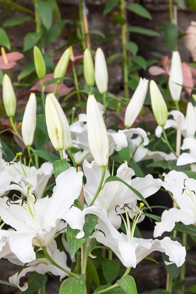 Beyaz zambak çiçeğine yaklaş — Stok fotoğraf