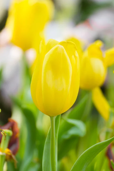 Yellow tulip flower in garden — Stock Photo, Image