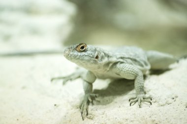 iguana sürüngen evi