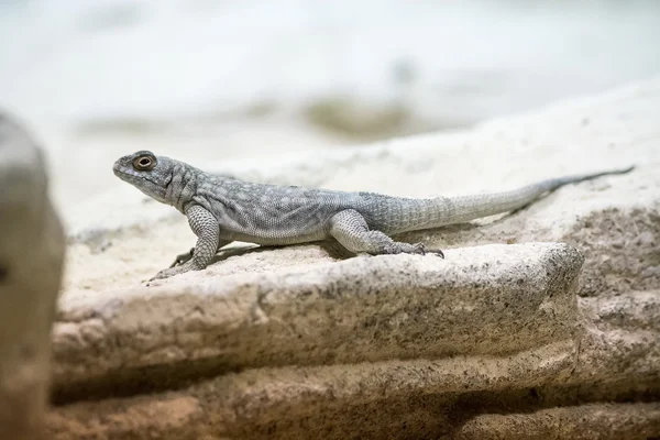 Iguana nella casa dei rettili — Foto Stock