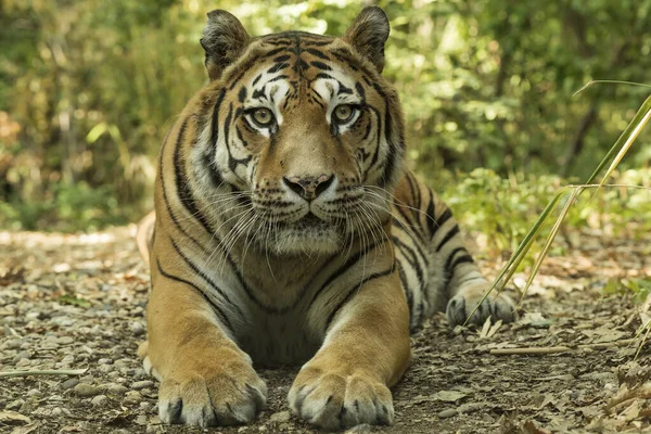 Tigru Asiatic Stând Covor Frunze Pădure — Fotografie, imagine de stoc