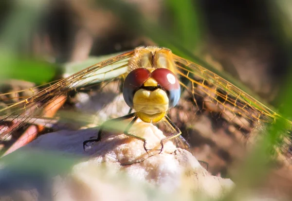 Featured dragonfly — Stock Photo, Image