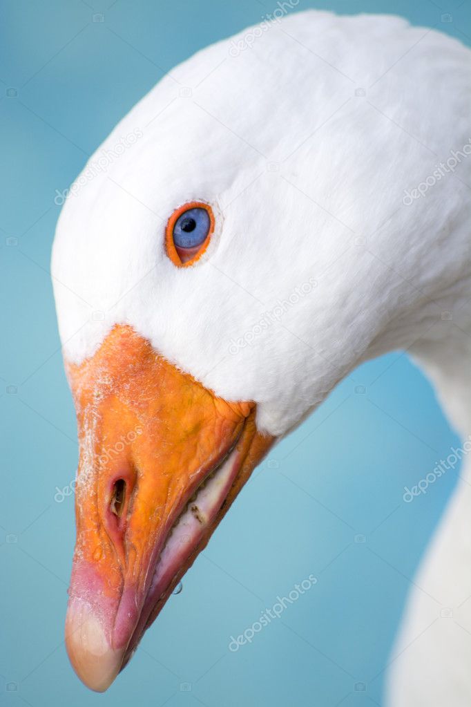 Head of white goose on a blue background