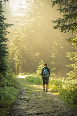 çok güzel bir sabah güneş ışınları ile orman.