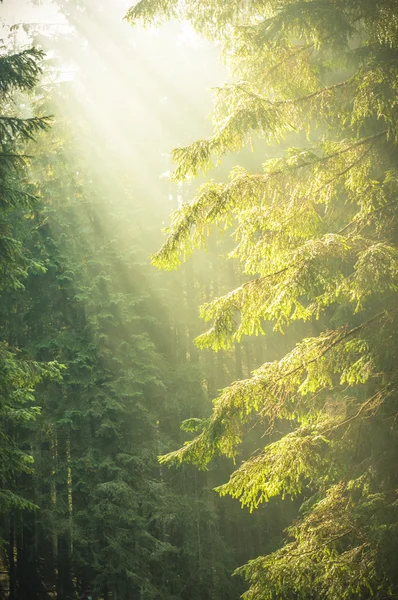 Piękny poranek w lesie z promienie słoneczne. — Zdjęcie stockowe