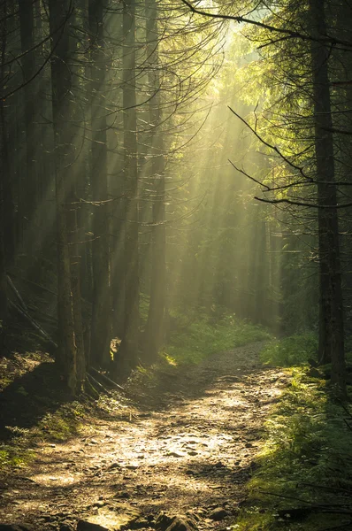 Belle matinée dans la forêt avec des rayons de soleil . — Photo