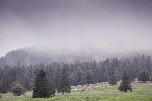 Mattina nebbia campo e la foresta verde — Foto Stock