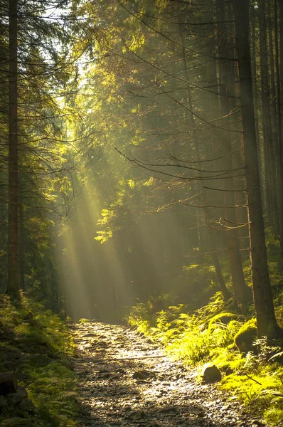 Vakker morgen i skogen med solstråler . – stockfoto