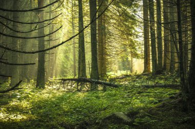 çok güzel bir sabah güneş ışınları ile orman.