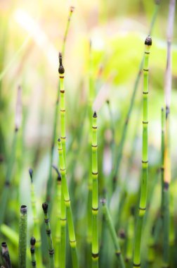 yeşil at kuyruğu. equisetum arvense