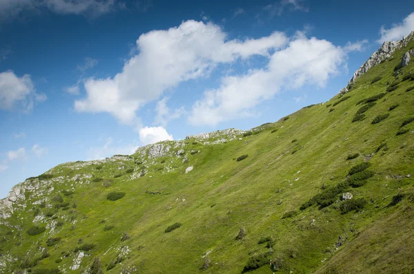 Le pré vert et le ciel bleu — Photo