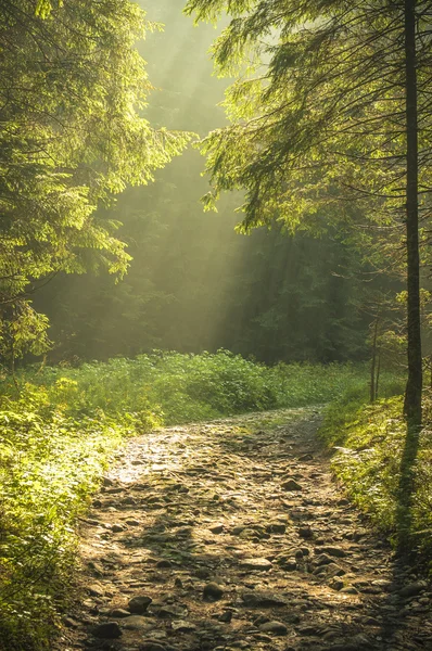 Belle matinée dans la forêt avec des rayons de soleil . — Photo