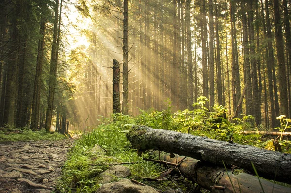 Vakker morgen i skogen med solstråler . – stockfoto