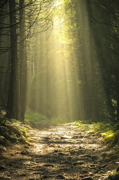 Beautiful morning in the forest with sunbeams. — Stock Photo, Image