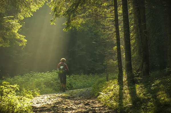 Vakker morgen i skogen med solstråler . – stockfoto