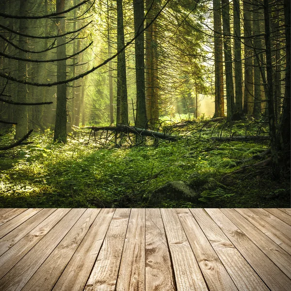 Treterrasse og perspektiv på grønn morgenskog – stockfoto