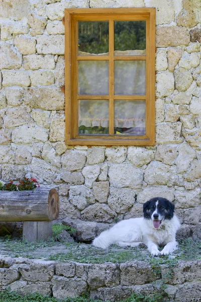 Penjaga rumah anjing — Stok Foto