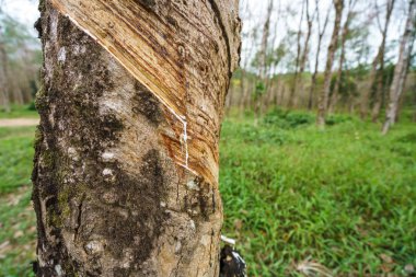 Tayland. Kauçuk ağacı, görüntü yakın çekim