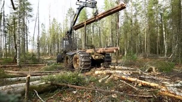 Modern logger loading timber using mechanical grip — Stock Video