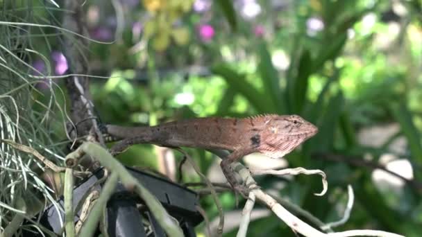 Reptil på ett träd på ön Phuket. — Stockvideo
