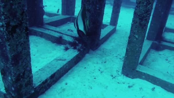 Vista desde la cámara de acción del mundo submarino — Vídeos de Stock