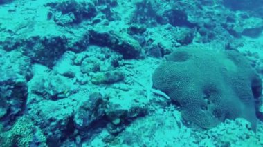 Dalış. Andaman Denizi, Tayland tabanının görünümü