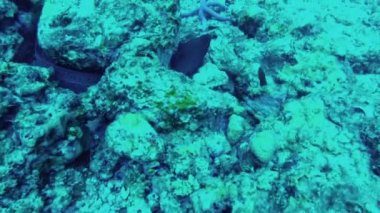 Sualtı dünya görüşü. Deniz yatağı, yakın çekim