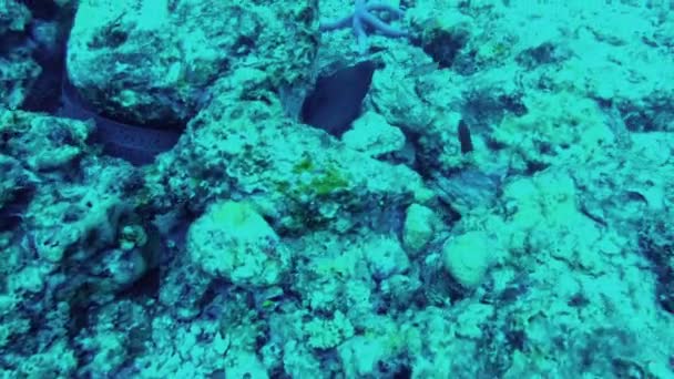 View of underwater world. Seabed, close-up — Stock Video