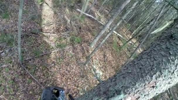 Vista del maderero cortado árbol y ramas aserradas — Vídeo de stock