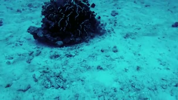 Monde sous-marin. Vue des fonds marins et des poissons — Video