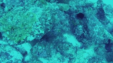 Tüplü dalış. Balıklar koşturma resifleri arasında görünümünü