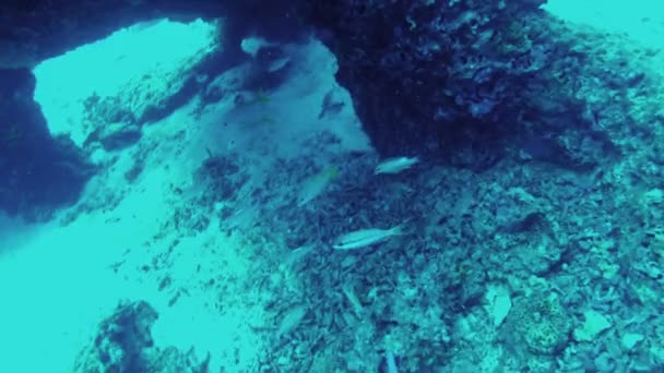 Scuba diving. View from action camera of fishes — Stock Video