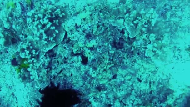 Вид рыб, бегущих среди кораллов и водорослей — стоковое видео