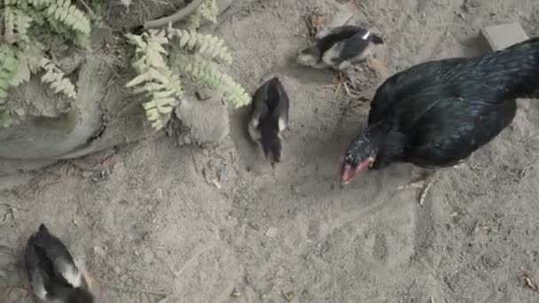 Vista dall'alto della gallina nera e dei suoi pulcini, primo piano — Video Stock