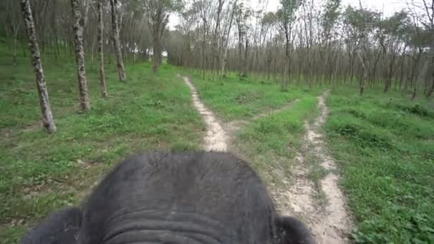 Vista de passeio de elefante através da floresta tropical. Tailândia — Vídeo de Stock