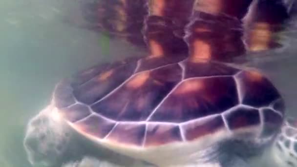 Tengeri teknős az akváriumban — Stock videók