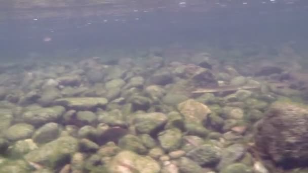 Fondo del fiume roccioso . — Video Stock