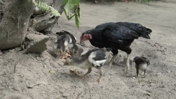 Gallina negra con pollos . — Vídeo de stock