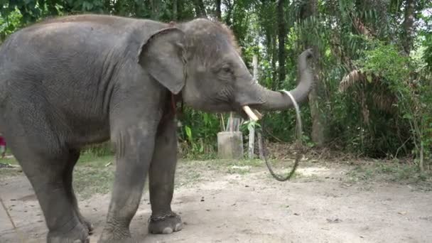 Слон с обручем . — стоковое видео