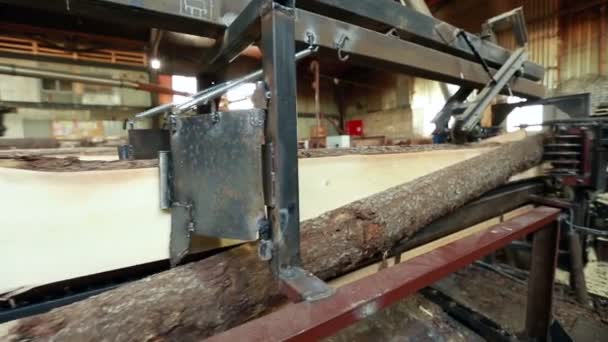 Holzbearbeitung. Blick vom Stamm bis zur Säge von Bord — Stockvideo