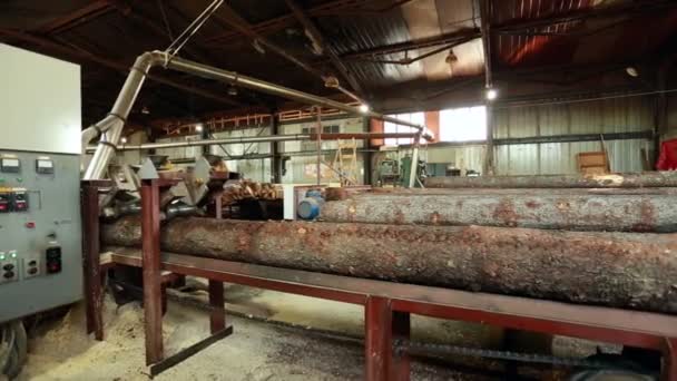 Process of sawing. Log moves along conveyor belt — Stock Video