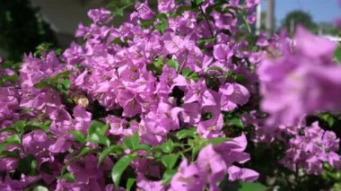 Phuket çiçek açan bush