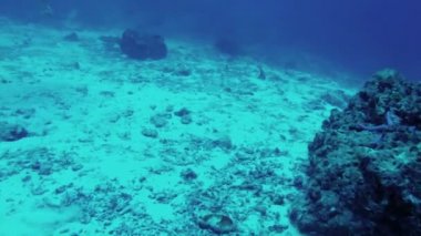 Tüplü dalış ve deniz dibinin araştırma Andaman Denizi